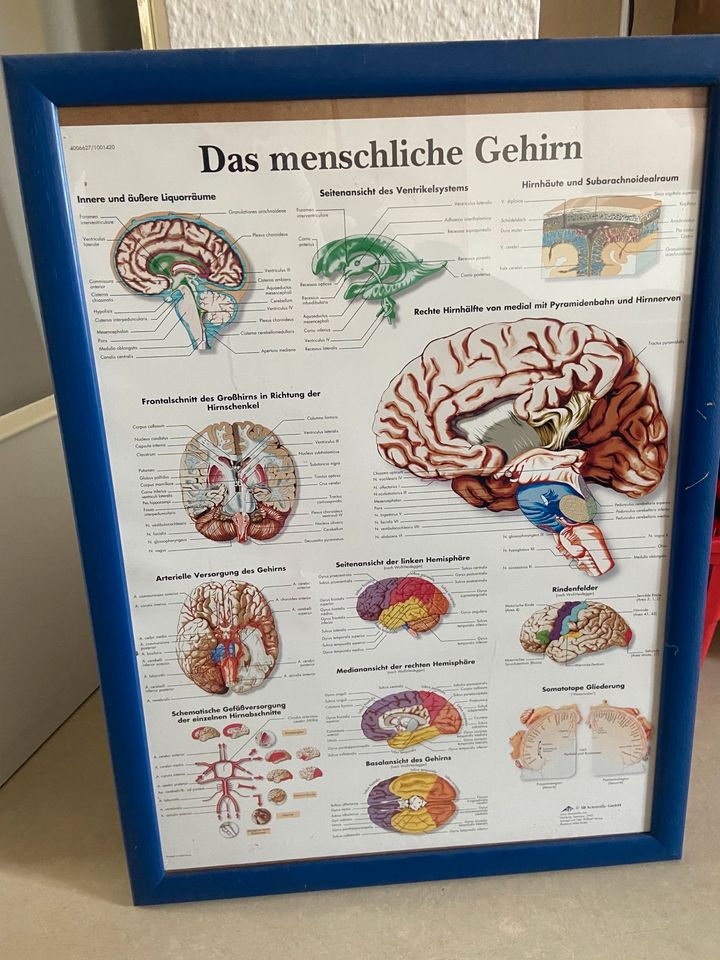 Poster „Das menschliche Gehirn“ in Nürnberg (Mittelfr)