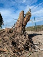 Baum wurzel Holz für Deko oder Schnitz kunst zu verschenken Bayern - Essenbach Vorschau