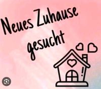 Familie sucht neues Zuhause Niedersachsen - Wilhelmshaven Vorschau
