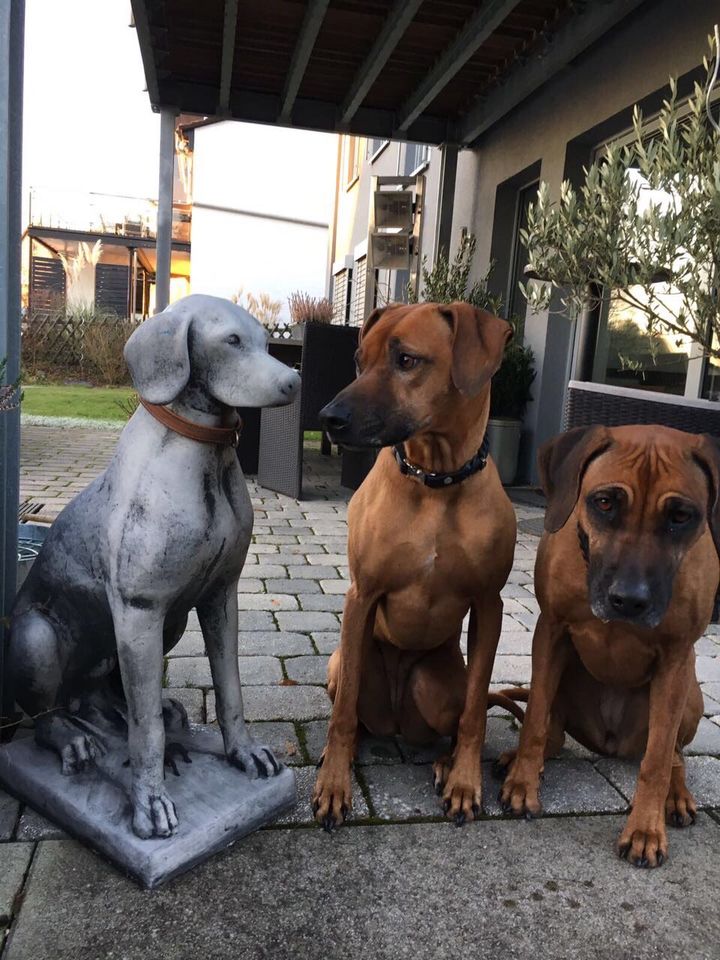 ‼️Pointer Weimaraner Vizsla Kurzhaar Ridgeback Windhund Jagdhund in Magdeburg