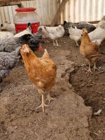 Goldsperber legehennen,Hühner,Hennen mit Plicht Impfungen Baden-Württemberg - Brackenheim Vorschau