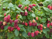 Bio Taybeere wie Himbeeren Brombeeren Pflanzen  Selbstversorgung Brandenburg - Nuthe-Urstromtal Vorschau