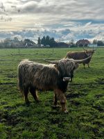 Verkaufe Highland Cattle/ Hochlandrinder Sachsen-Anhalt - Burg Vorschau