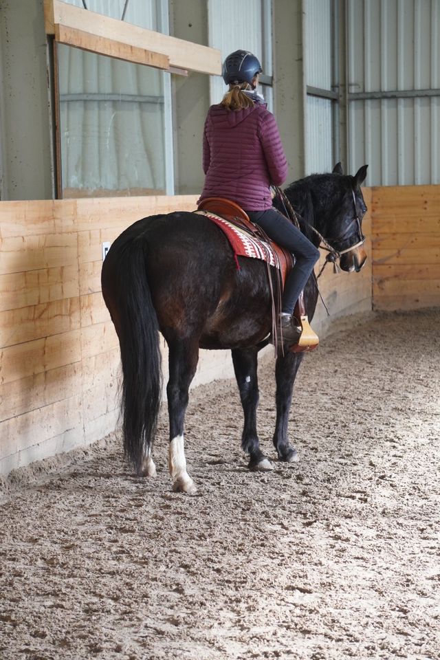 Appaloosa  „hackamore horse“ Western in Oldenburg