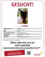 Vermisst!!! Katze Fanny Kr. Passau - Passau Vorschau