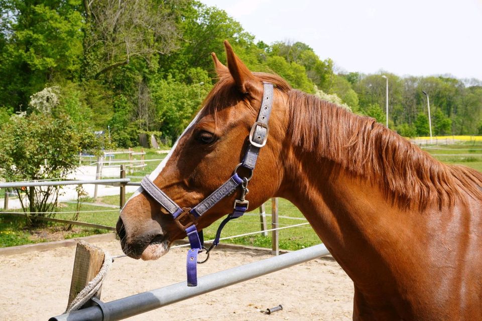 Hübsch aufgemachte Ponystute in Leipzig