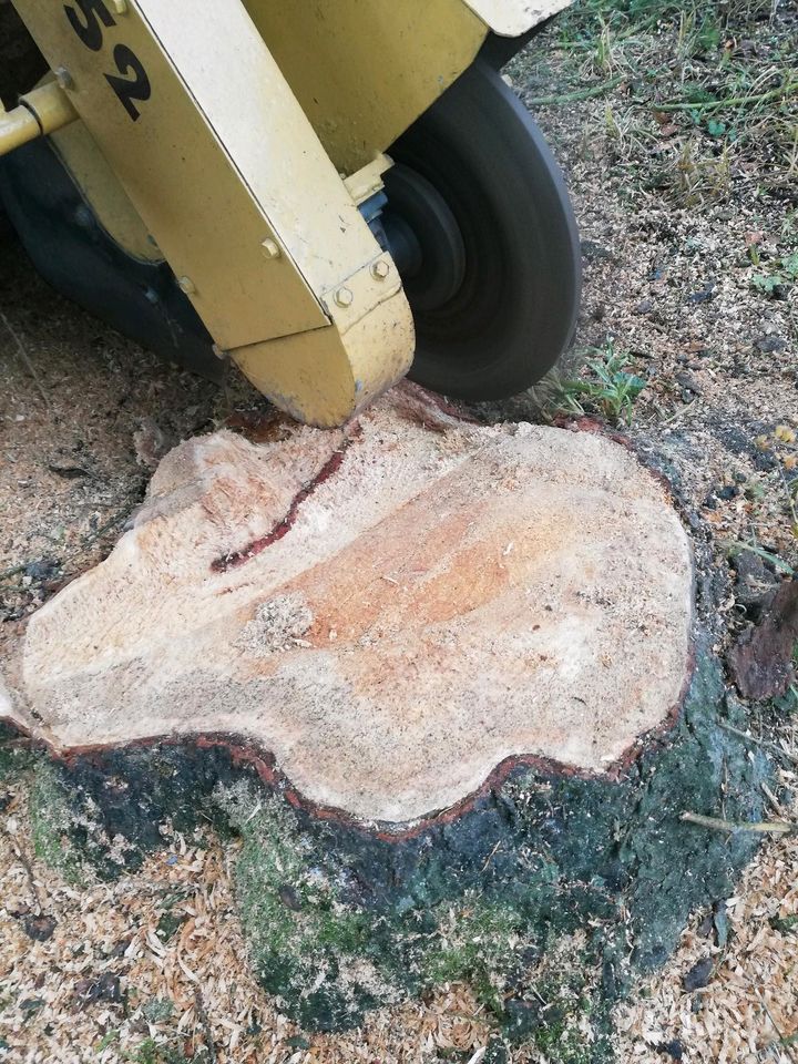 Wurzelstock Fräsen, Baumstumpf entfernen, Hecke Rodung in Moosburg a.d. Isar