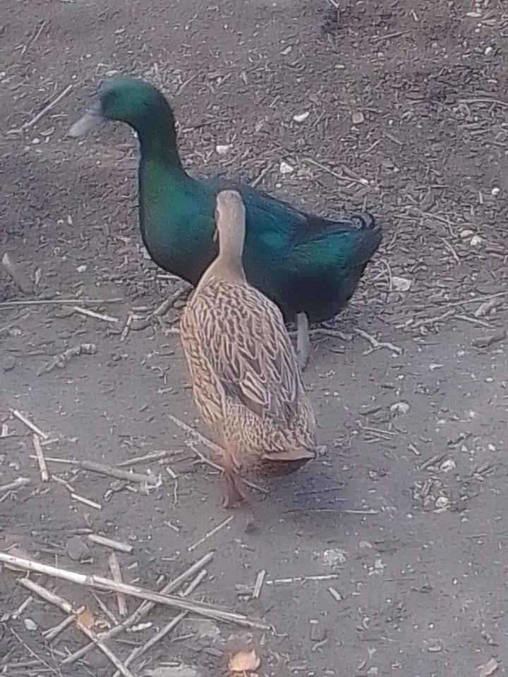 kalkmurmeln Enten Cayuga Pommernenten Schopfenten Laufenten in Mühldorf a.Inn