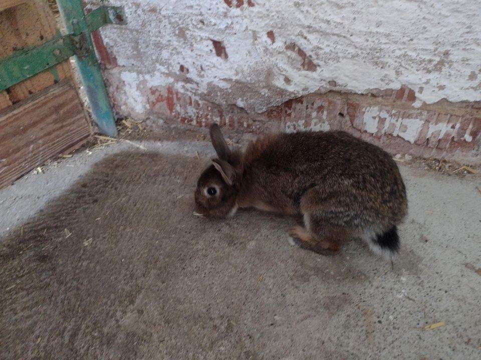 Kaninchen suchen Zuhause in Dischingen