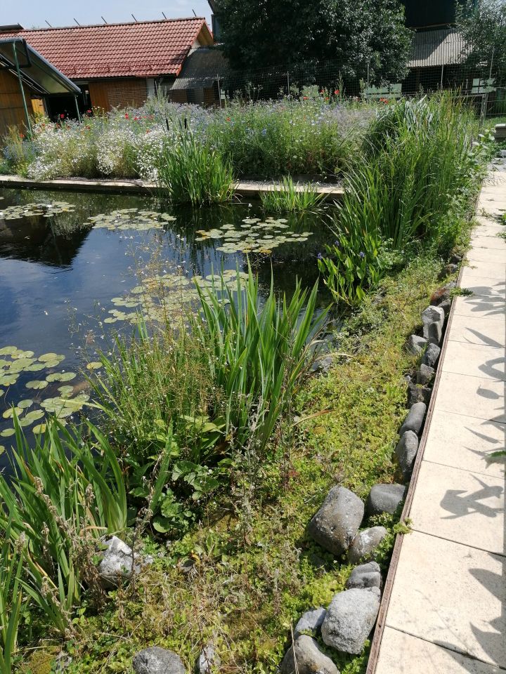 Teichpflanzen, Wasserpflanzen, Seerose, Schwertlilie, Krebsschere in Wald