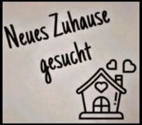 Wohnung gesucht zum 1.7 oder später Niedersachsen - Lüneburg Vorschau