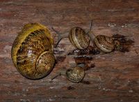 Cornu aspersum Maxima Jungtiere (gefleckte Weinbergschnecken  XL) Hessen - Rodgau Vorschau