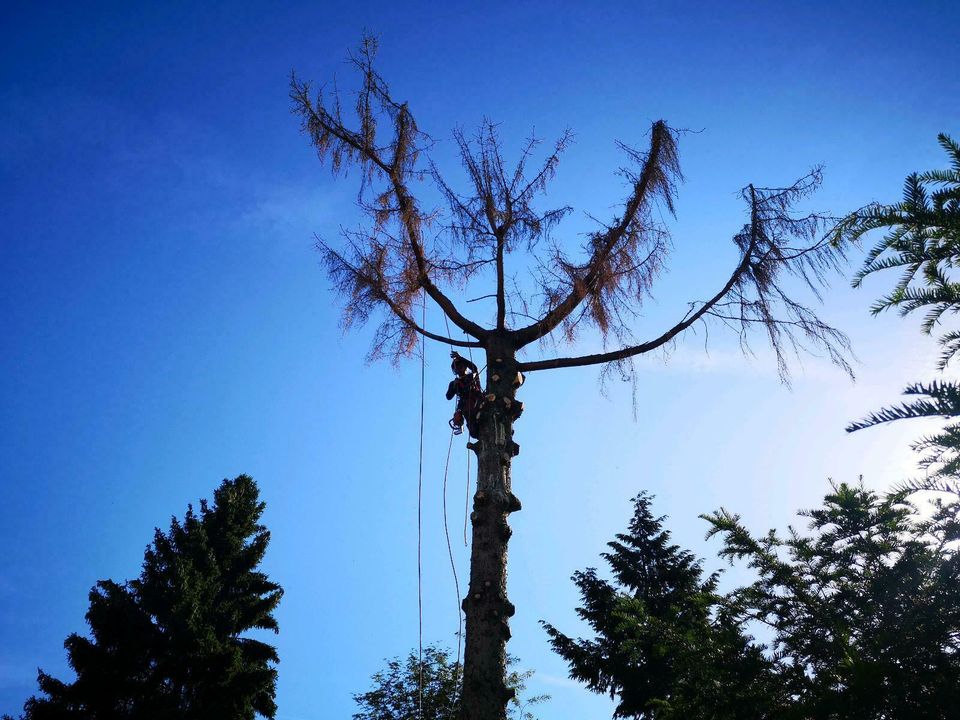 Baumfällung, Wurzelstock fräsen, Flächenrodung in Oberursel (Taunus)