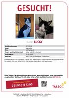 „LUCKY“ Kater Vermisst Köln - Braunsfeld Vorschau