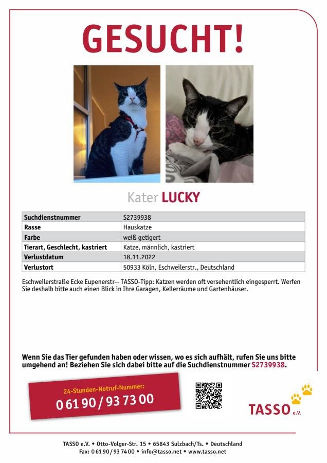 „LUCKY“ Kater Vermisst in Köln