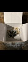 Impeller 500354 Impeller Evinrude Johnson OMC Neu Niedersachsen - Spelle Vorschau