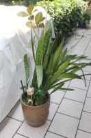 Zimmerpflanze grossee Immergrüne Staude Pflanze Blume Nordrhein-Westfalen - Eitorf Vorschau