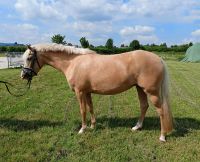 Bildschöne Deutsche Reitpony Stute Niedersachsen - Salzhemmendorf Vorschau