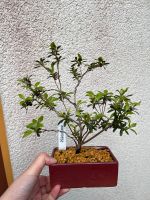 Bonsai Satsuki Azalee Kikuhime Shohin Saarland - Neunkirchen Vorschau