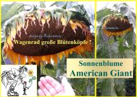 ♥ Rekordverdächtig! Riesen Sonnenblume American Giant Samen Tulpe Eimsbüttel - Hamburg Schnelsen Vorschau