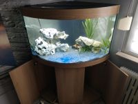 Aquarium von Juwel TRIGON 190 Liter +Unterschrank Duisburg - Hamborn Vorschau