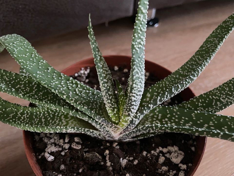 Gasteria verrucosa Ableger und Mutterpflanze in Radevormwald