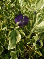 Großblättriges Immergrün 'Variegata' Vinca major Bodendecker Hessen - Liebenau Vorschau