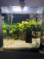 Nano Cube Aquarium 60L - Mit Zubehör Berlin - Lichtenberg Vorschau