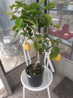 Zitronenbaum Nordrhein-Westfalen - Datteln Vorschau