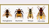Hautflüglerberater hilft bei Wespen und Hornissen Niedersachsen - Großenkneten Vorschau