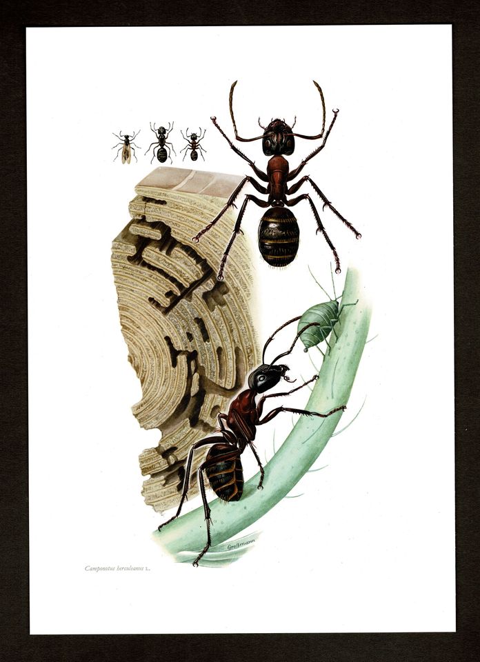 RRiesenameise Rossameise Ameisen Insekten Offset-Druck in Aurich