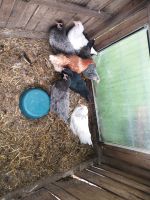 Gruppe von Hühnern Bestehend aus 7 Tieren Rheinland-Pfalz - Darscheid Vorschau