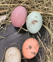 Suche eine Henne die rosa Eier legt  Schleswig-Holstein - Glücksburg Vorschau