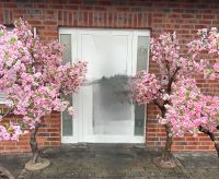 Kirschblüten Baum  zum verleihen Niedersachsen - Gifhorn Vorschau