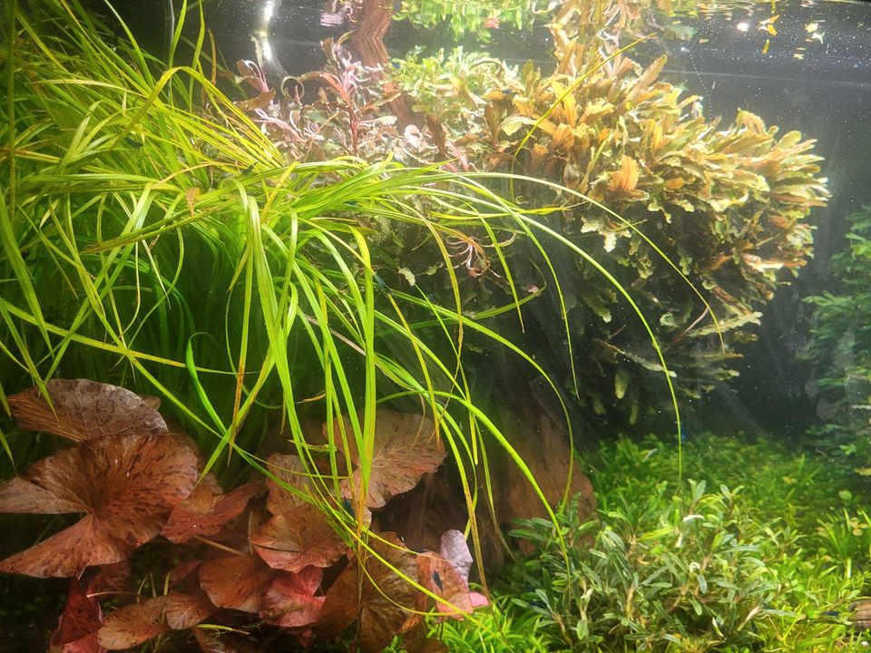 Bucephalandra Kedagan, Serimbu Brown und andere Wasserpflanzen in Isernhagen