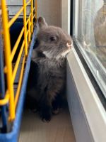 Baby Kaninchen Löwenkopf Bayern - Freilassing Vorschau