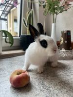 Kaninchen in liebevolle Hönde zugeben Nordrhein-Westfalen - Detmold Vorschau