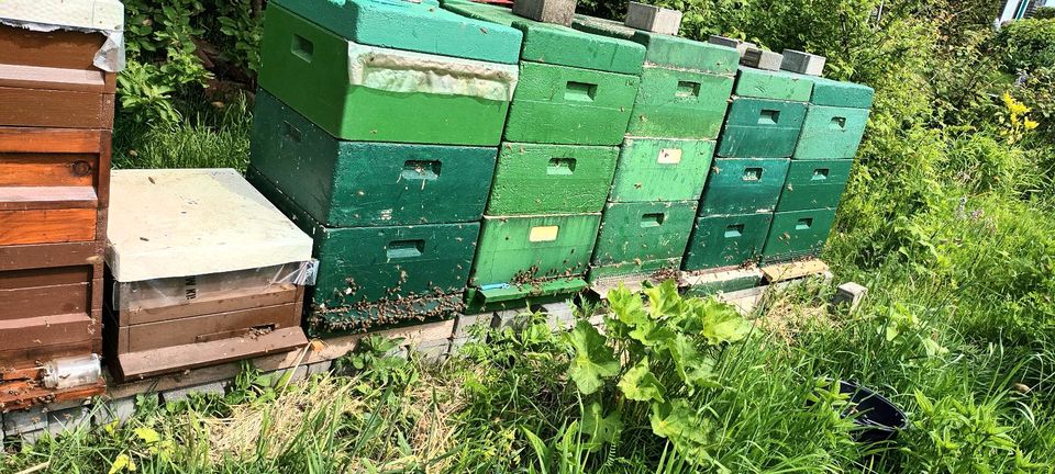 Bienen bienenvölker in Wildeshausen