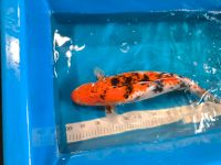 Koi -- 48cm Brandenburg - Brieselang Vorschau