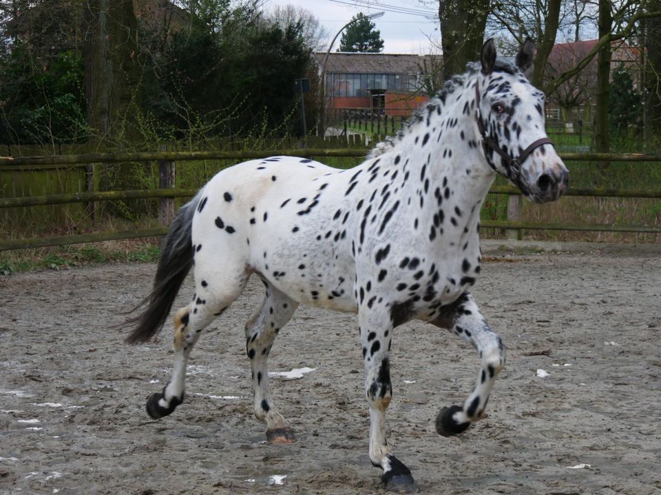 Knabstrupper, Freizeitpferd, Fahrpferd, Apaloosa in Dorsten