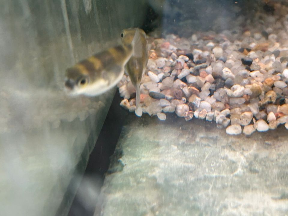 Assel Kugelfisch Colomesus asellus Papageienkugelfisch in Baden-Württemberg  - Rangendingen | Aquarium und Aquaristikzubehör günstig | eBay  Kleinanzeigen ist jetzt Kleinanzeigen