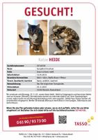 Katze Heidi vermisst in 51503 Rösrath ‼️ Nordrhein-Westfalen - Rösrath Vorschau