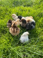 Küken, Hühner zu verkaufen Hessen - Jossgrund Vorschau