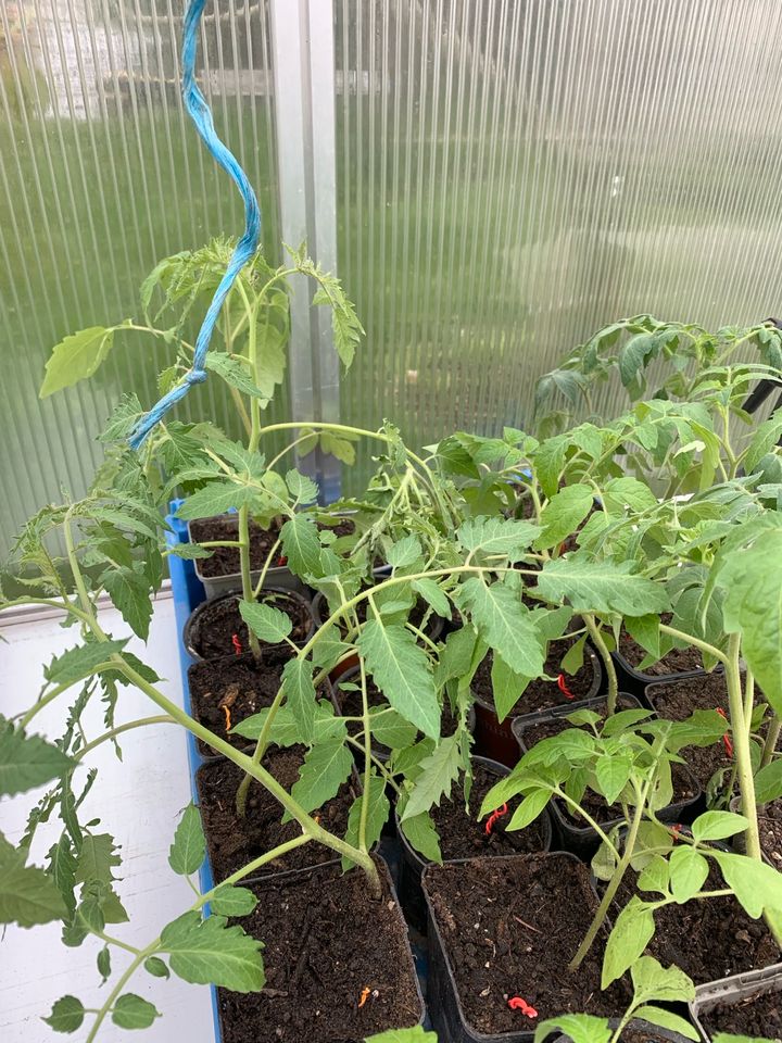 Tomaten Tomatenpflanzen Alice Dreams Stück 2,50 € in Wolfersdorf