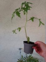 Tomatenpflanzen versch. Sorten 30-60 cm groß  hier  grüne Zebra Sachsen-Anhalt - Wenze Vorschau