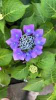 Teller Hortensie Blaumeise Osterholz - Ellenerbrok-Schevemoor Vorschau