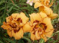 Hemerocallis Taglilie " TWO PART HARMONY "  gefüllt EF Köln - Merkenich Vorschau