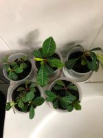 Madagaskar Spuckpalme  Ableger Zimmerpflanzen Nordrhein-Westfalen - Neuss Vorschau