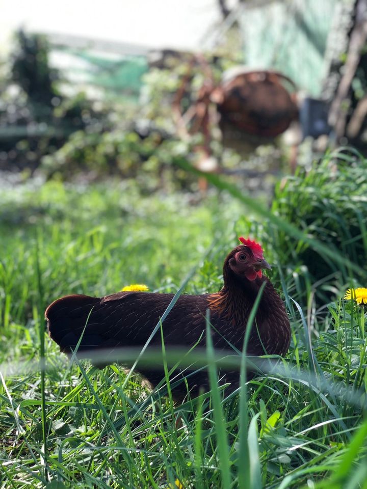 Freilandeier täglich frisch gesammelt von glücklichen Hühnern in Reinheim