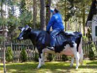 Holstein Friesian Kuh lebensgroß und Du bestimmst die Kopfblickrichtung vor dem Kauf. Sie ist mit und ohne Horn erhältlich. Neue Generation von 3D Kühen . Tel. 033767 30 750 od. 0049 33767 30750 Brandenburg - Heidesee Vorschau